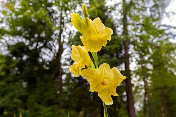 Yellow Gladiolus flower (sword lily) with wet drop of water and blurred bokeh background