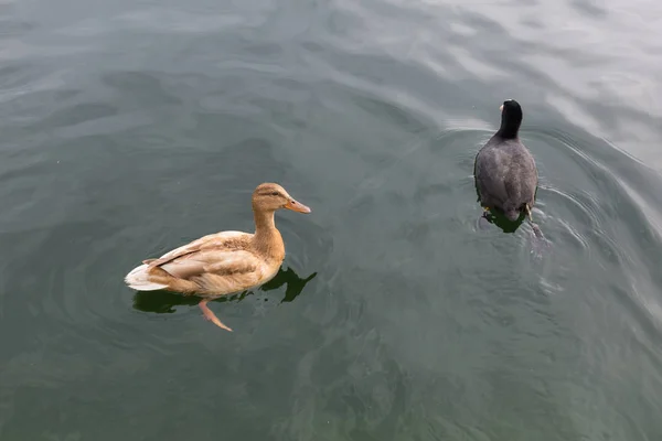 Vrouwelijke wilde eend met bleke oranje verenkleed, oranje benen en voeten zwemmen in de buurt van Black Coot — Stockfoto