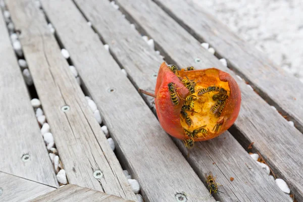 Group of Yellow-jacket Common wasp (European wasp) eating fresh red apple — Stock Photo, Image