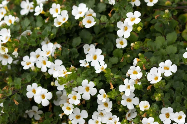 Enfoque suave de flor de Bacopa ornamental blanca con polen amarillo — Foto de Stock