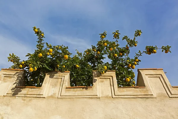 Parede de concreto com grande árvore de frutas amarelo marmelo crescendo atrás — Fotografia de Stock