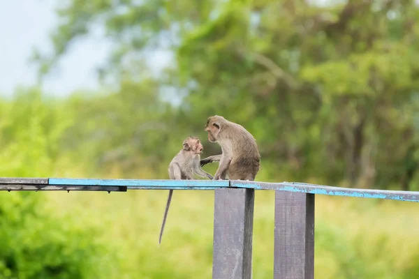 Long-tailed Macaque Mother monkey showing love affection to a young baby monkey — Stock Photo, Image