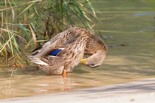 Vrouwelijke mallard preening staande in kristal heldere meerwater van de Achensee, Achen Lake in Oostenrijk — Stockfoto