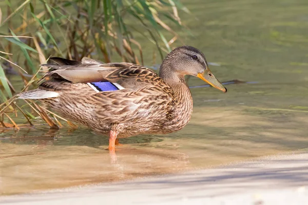 Female mallard, mottled wild duck, with brown speckled plumage