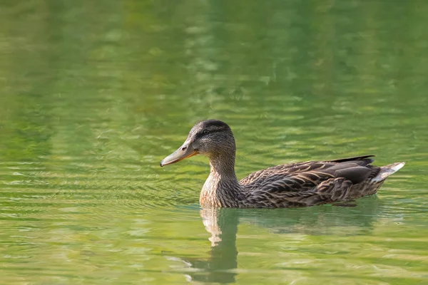 Achen 湖 Achensee 清澈湖泊水中的雌性野鸭游 — 图库照片