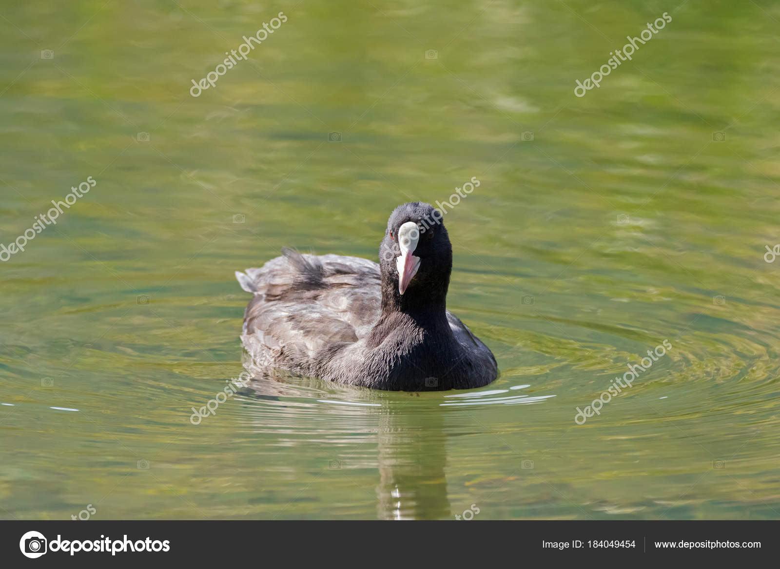 Foulque Oiseau Aquatique Avec Piscine Bouclier Frontal