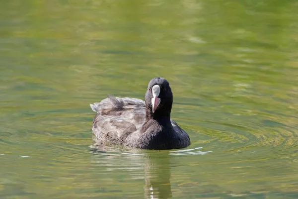 Meerkoet, water vogel met zwarte verenkleed, witte frontale schild zwemmen in de Achensee, Lake Achen — Stockfoto