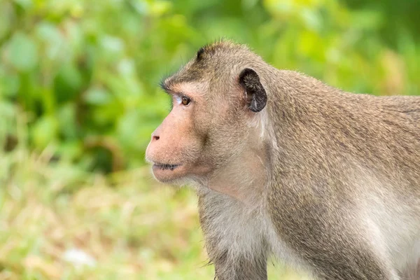 Headshot of Long-tailed Macaque Mother monkey (Crab-eating macaque) — Stock Photo, Image