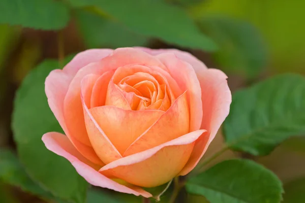 Primo piano di rosa in colore corallo pallido pesca salmone fioritura in giardino — Foto Stock