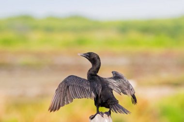 Küçük karabatak kuşu, siyah seabird ahşap yayında kanatları Yayilim