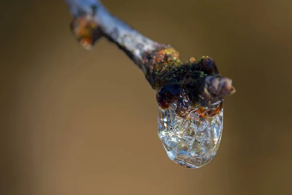 Goccia d'acqua congelata che gocciola dal ramo dell'albero con sfondo sfocato — Foto Stock