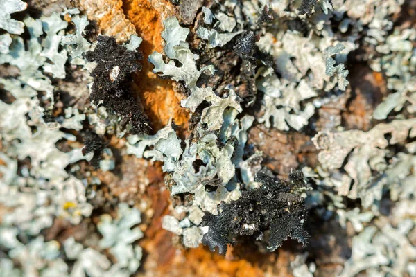 Pearly lichen on tree with black hairy texture underneath — Stock Photo, Image