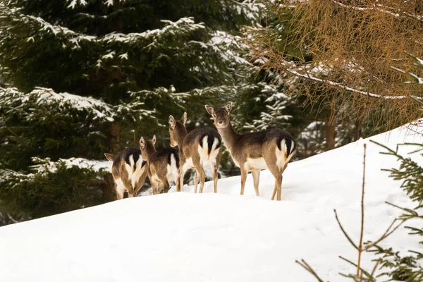 젊은 암컷, 겨울 동안 눈 숲에 서 있는 여성 사슴의 무리 — 스톡 사진