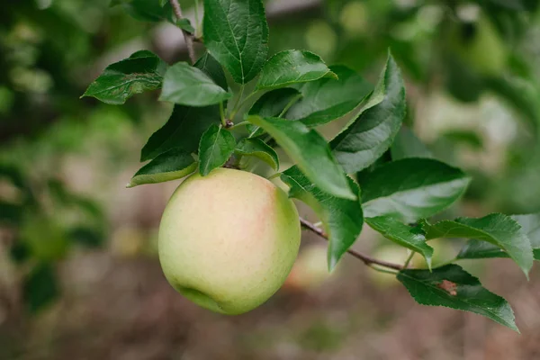 Una mela dorata matura su un ramo pronto per essere raccolto — Foto Stock