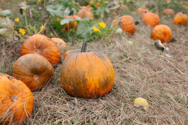 Une pile de citrouilles mûres dans le champ — Photo