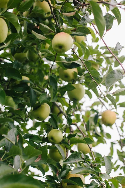 Manzanas maduras doradas deliciosas en una rama — Foto de Stock