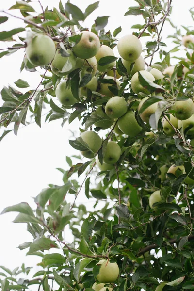 Manzanas maduras doradas y deliciosas en un árbol listo para ser recogido — Foto de Stock