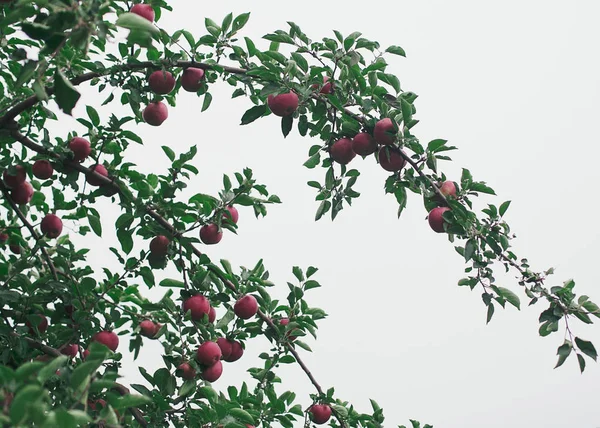 Manzanas rojas maduras en un árbol listo para ser recogido — Foto de Stock