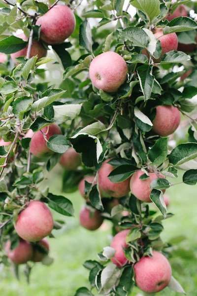 Manzanas rojas maduras en un árbol listo para ser recogido — Foto de Stock