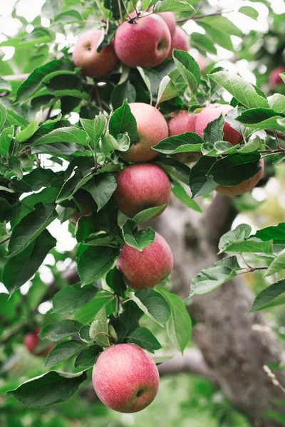 Manzanas rojas maduras en una rama de árbol listas para ser recogidas — Foto de Stock