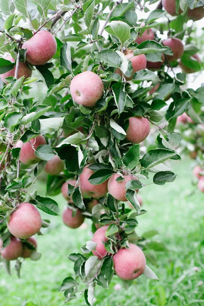 Manzanas rojas maduras en un árbol listo para ser recogido listo para ser recogido — Foto de Stock
