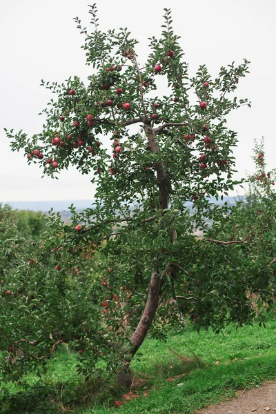 Un manzano en un huerto con manzanas rojas maduras — Foto de Stock