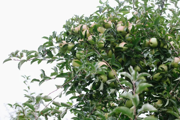 Manzanas maduras doradas y deliciosas en una rama de árbol lista para ser recolectada — Foto de Stock