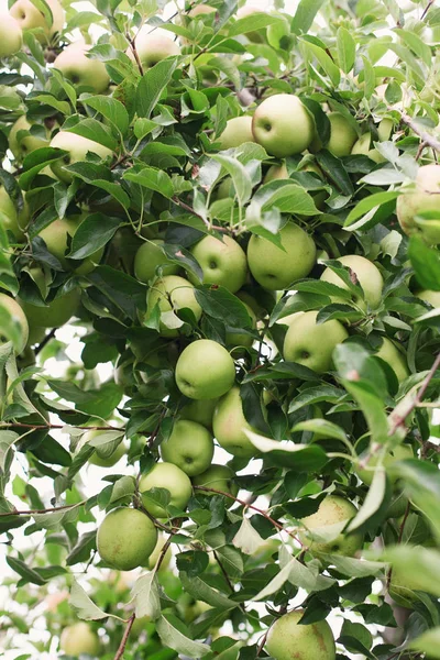 Manzanas maduras doradas y deliciosas en una rama de árbol lista para ser recolectada — Foto de Stock