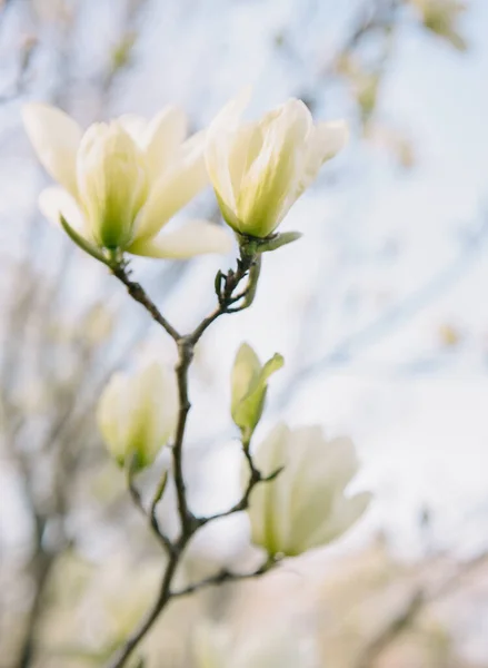 Λευκό Δέντρο Μανόλια Πλήρη Bllom — Φωτογραφία Αρχείου