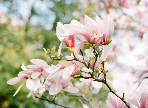 Prime time of magnolia trees blooming in natural enviroment