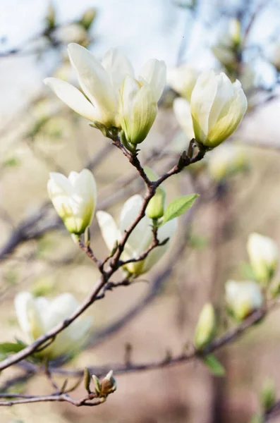 White Magnolia Tree Starting Bloom — Stock Photo, Image