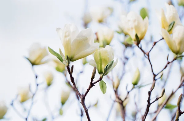 Lkbaharın Başlarında Gökyüzüne Karşı Magnolia Ağacı Çiçekleri — Stok fotoğraf