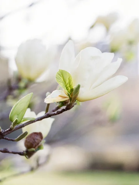 Close Magnolia Tree Flower Photographed Outdoors — Stock Photo, Image