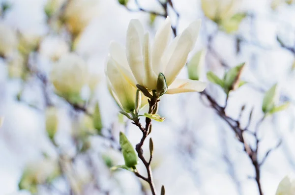 Weiße Und Grün Getönte Magnolienbaum Blühender Zweig — Stockfoto