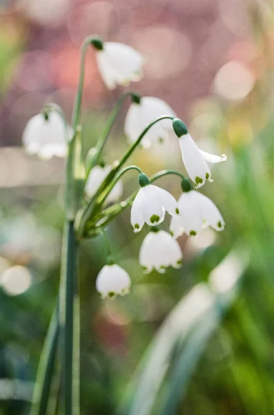 Кучка Белых Колоколов Цветет Парке — стоковое фото