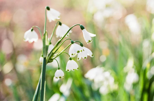 Белые Колокола Цветут Ранней Весной Местном Парке — стоковое фото
