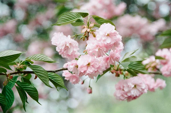Όμορφα Άνθη Κερασιάς Στο Central Park — Φωτογραφία Αρχείου