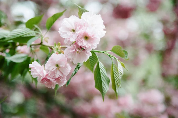 Spring Has Sprung Macro Shot Cherry Tree — Stock Photo, Image