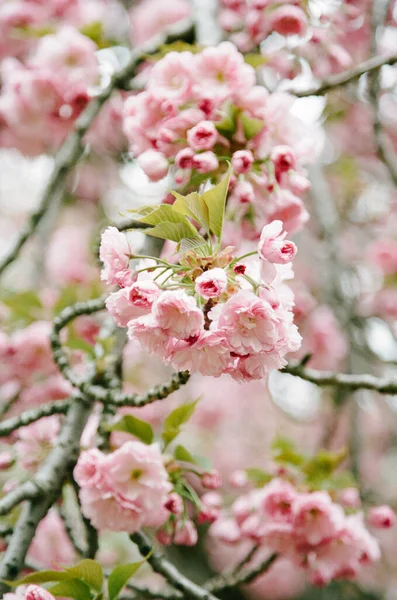 Close Cherry Tree Blooming Local Park — Stock Photo, Image