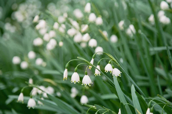 Цветет Пучок Белых Ранних Весенних Цветов — стоковое фото