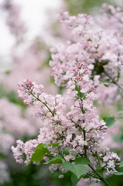 Lilac Tree Blooming Early Spring Nyc — Stock Photo, Image