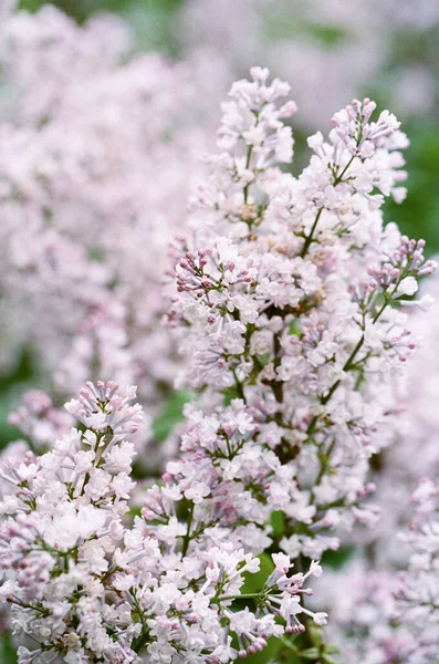 Branches Lilac Tree Full Bloom Early Spring — Stock Photo, Image