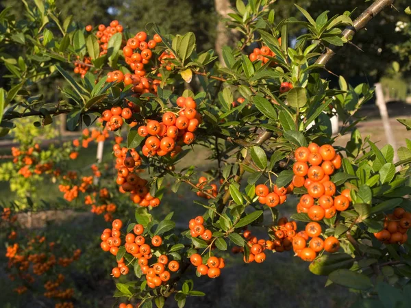 Pyracantha Arbuste Baies Automne — Photo