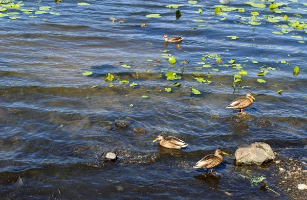 Wild Ducks Dnipro River — Stock Photo, Image