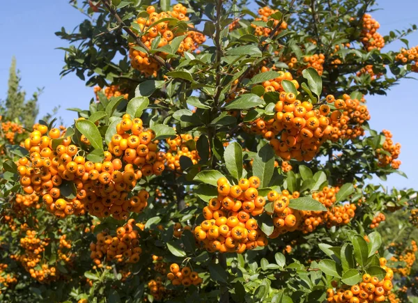 Pyracantha decorative berry shrub