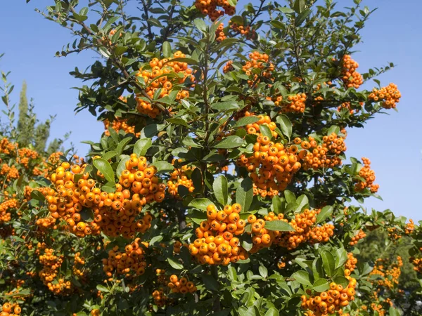 Pyracantha decorative berry shrub