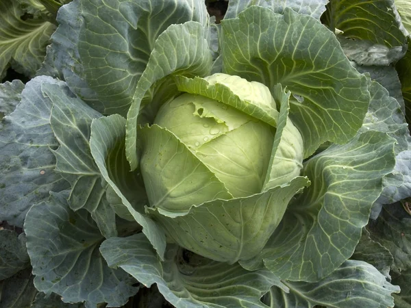 White cabbage on a vegetable patch
