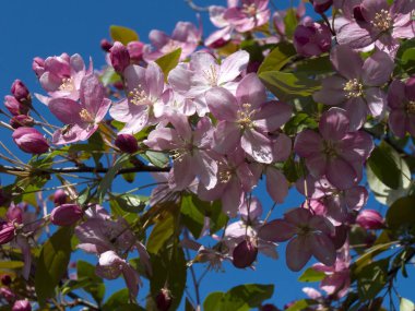 Çiçek açan elma dalı