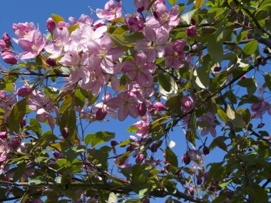 Çiçek açan elma dalı