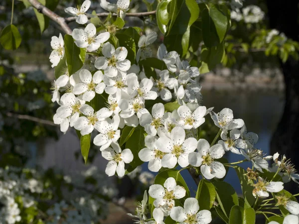 Kvetoucí Hrušeň Nedaleko Jezera — Stock fotografie